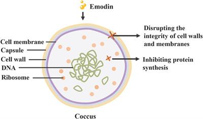 The application of rhubarb concoctions in traditional Chinese medicine and its compounds, processing methods, pharmacology, toxicology and clinical research